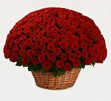 Премиум букет из: Розы в Жуков